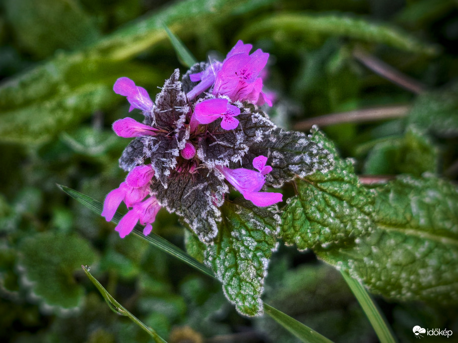 Árvacsalán fagyos reggele