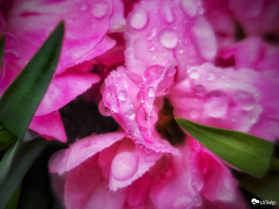 Kerti szegfű eső után