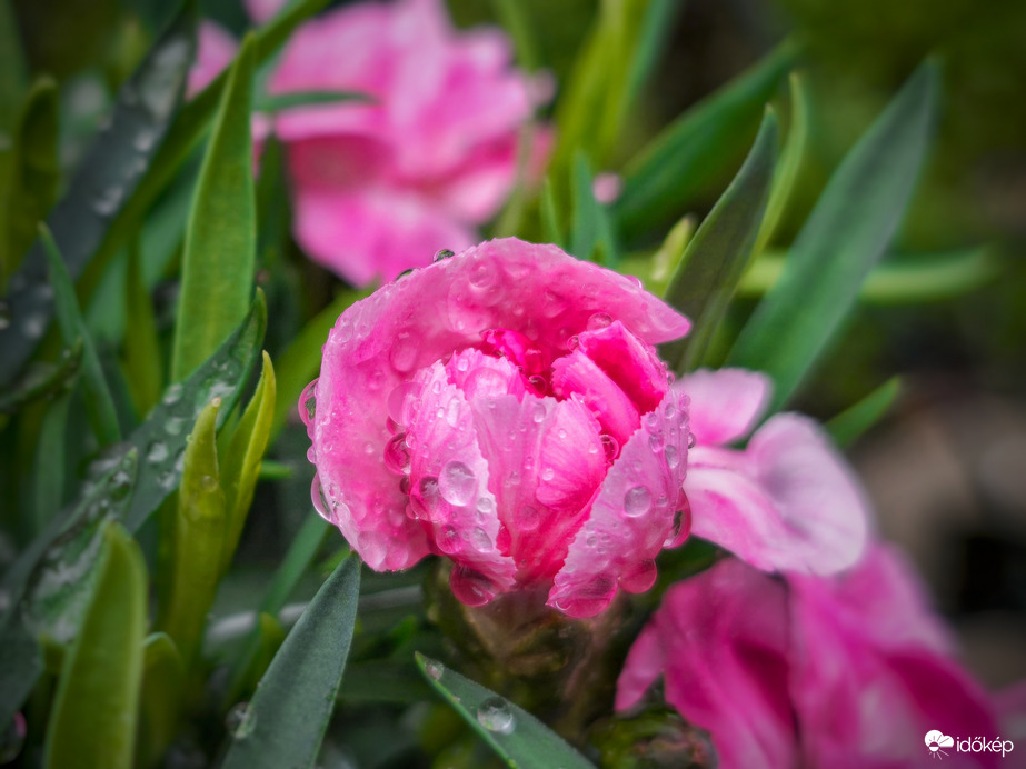 Szegfű eső elvonulta után