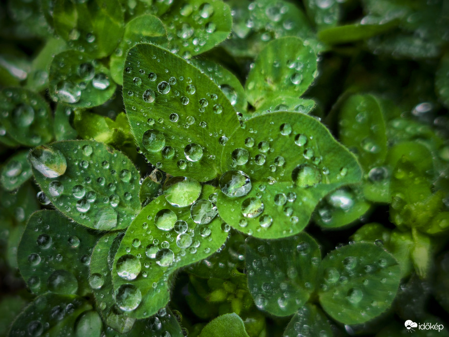 Eső utáni ékszertartó