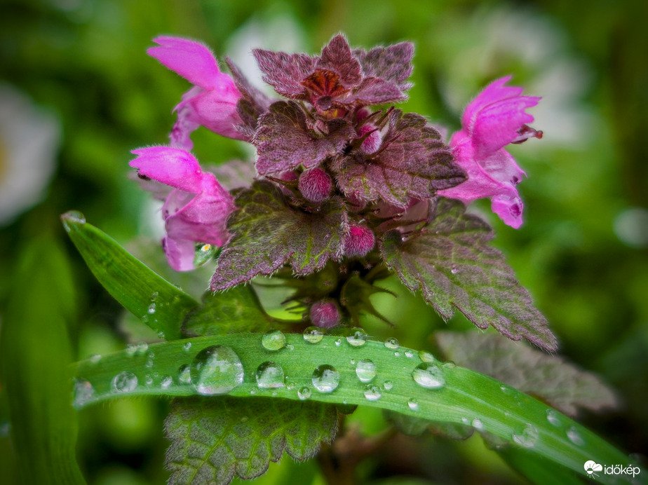 Áthidaló cseppek az árvacsalánon