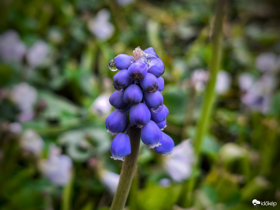 Gyöngyike eső után