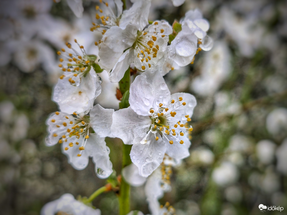 Eső után, szorgos látogatók nélkül