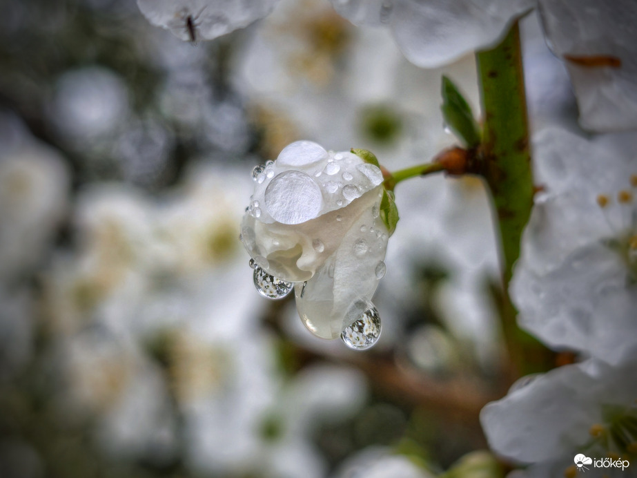 Virágok nyíltak a cseppekben is