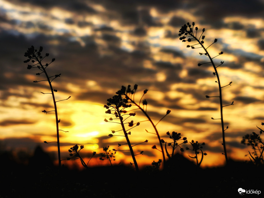 Pásztortáskák a naplemente hevében