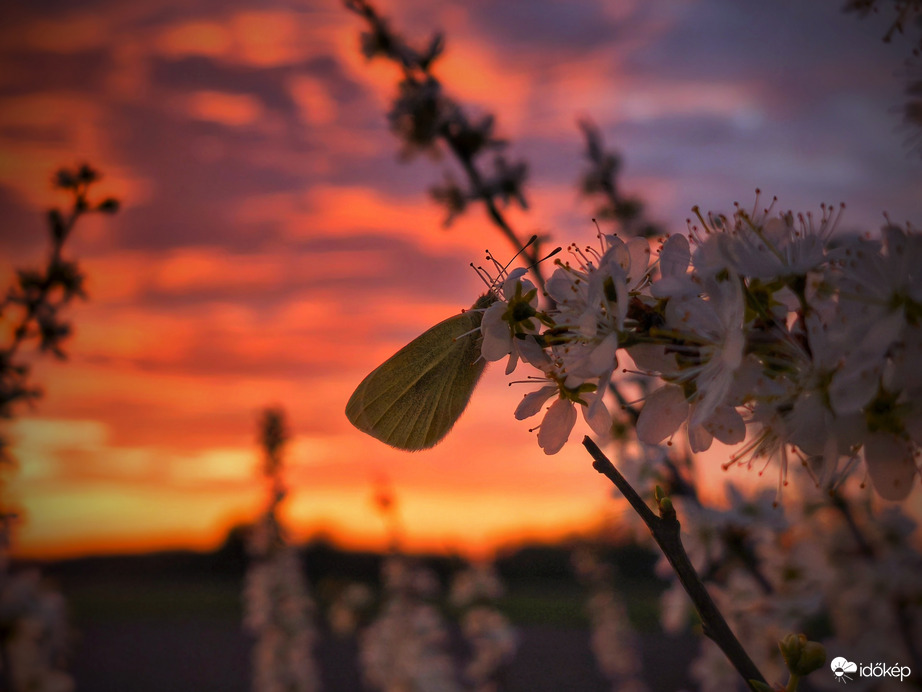 Egy lepke a tüzes naplementében