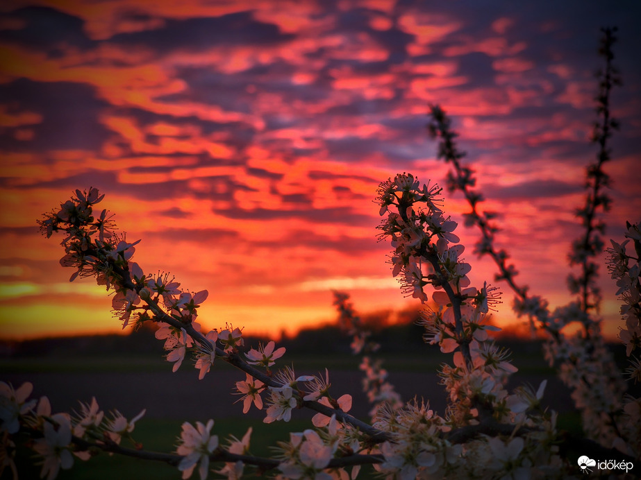 Virágok az alkonyati égbolt festésében