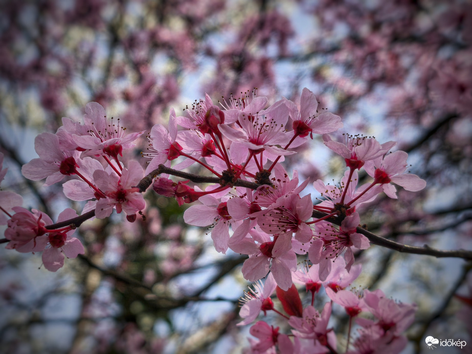 Rövidesen elvirágzó vérszilva a front előtt