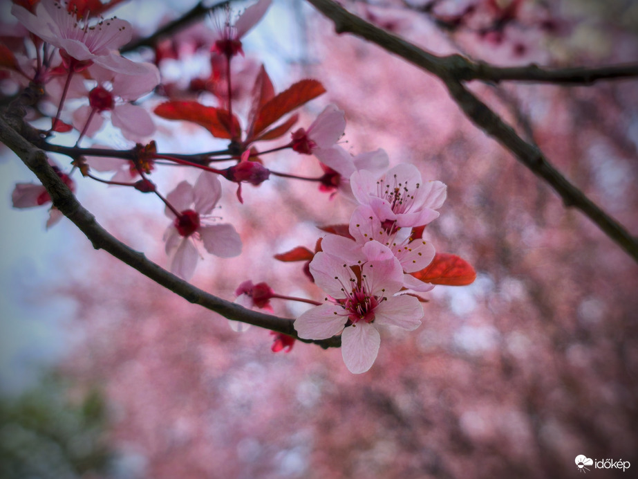 Lágyan virágzó vérszilvák