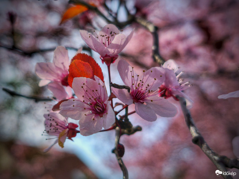 Mulandó rózsaszín tavaszi álom