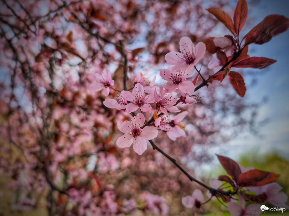 Virágzó vérszilvák a front előtt