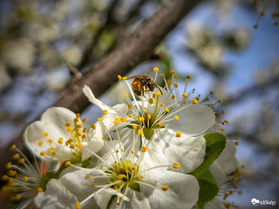 Virágzó szilvafa látogatója