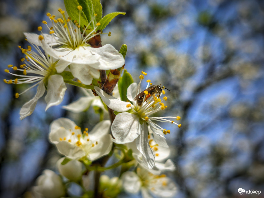 Következő virág kiszemelése