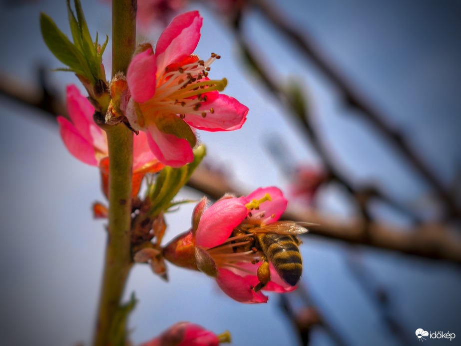 Zajlik a munka a barackfán is