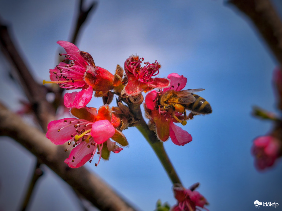 Fogytán az idő a font előtt