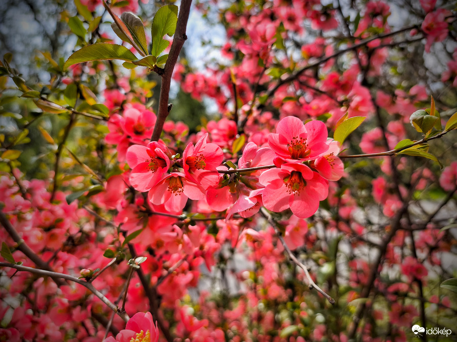 Napsütésben tündöklő japánbirs