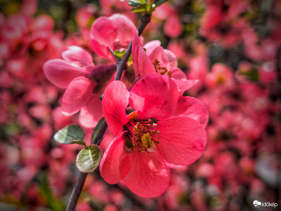 Mielőtt a front megtépázná...
