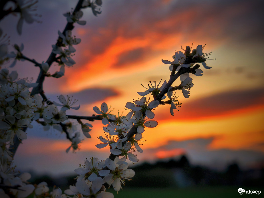 Áprilisi fagyos éjszakák előtt