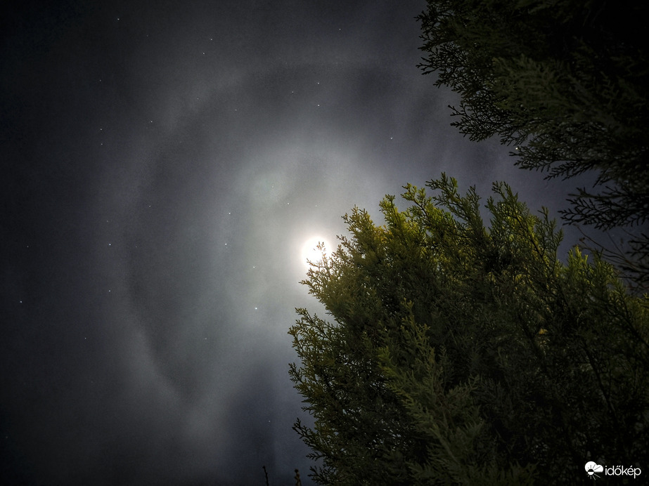 Éjjeli bújócska a tuják mögött