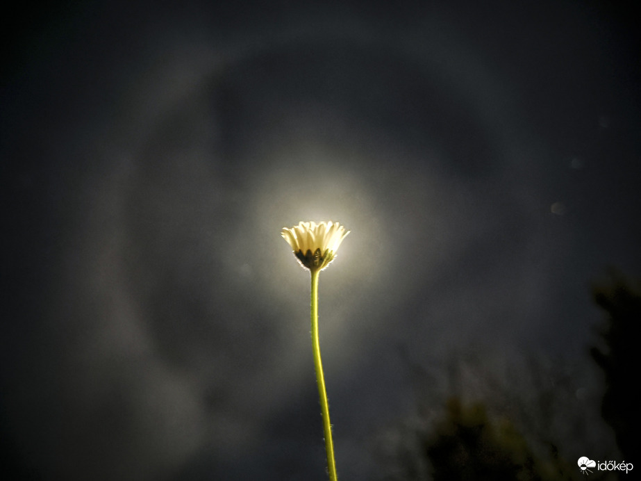 Holdhaló és százszorszép találkozása