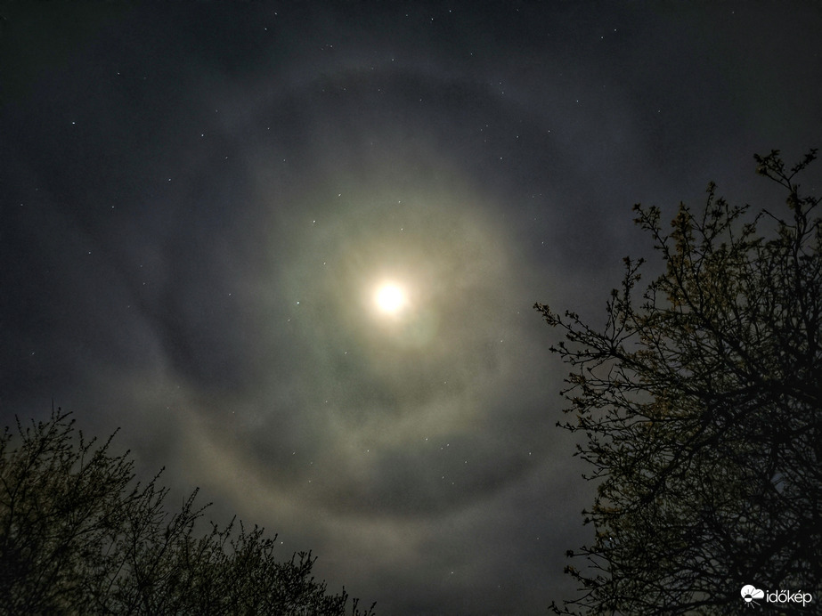 Holdhaló az elvirágzó fák között