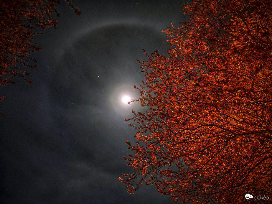 Lámpafényben úszó vérszilvák és az gyönyörűsége