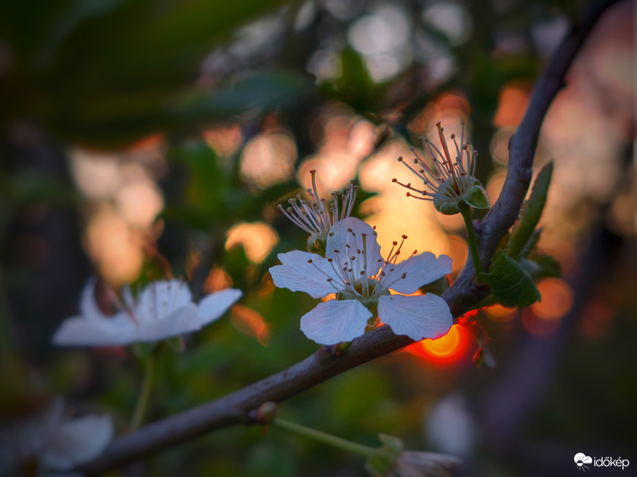 Elvirágzás a naplemente színében