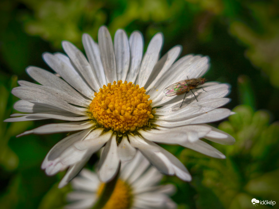 Százszorszépen sütkérező legyecske