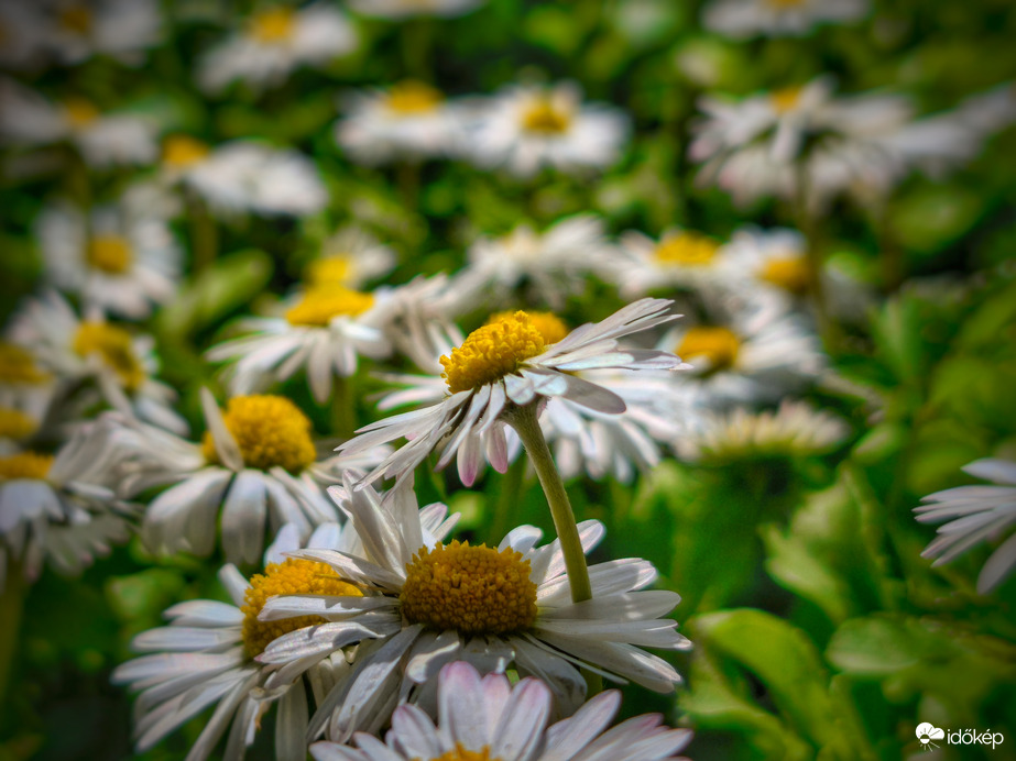 Százszorszépek tengere