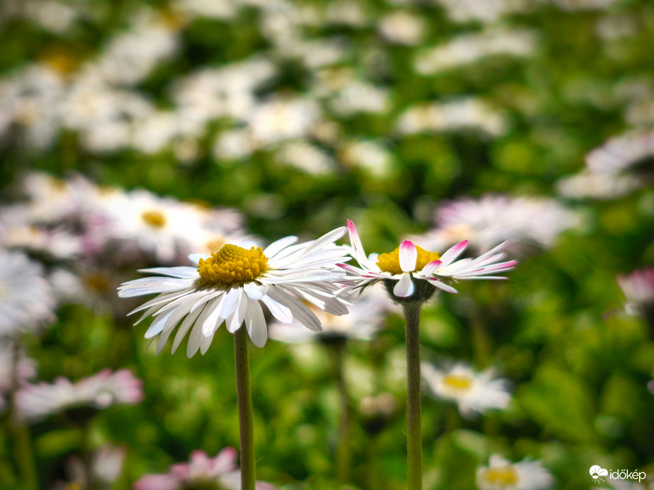 Egyszerű szépségek