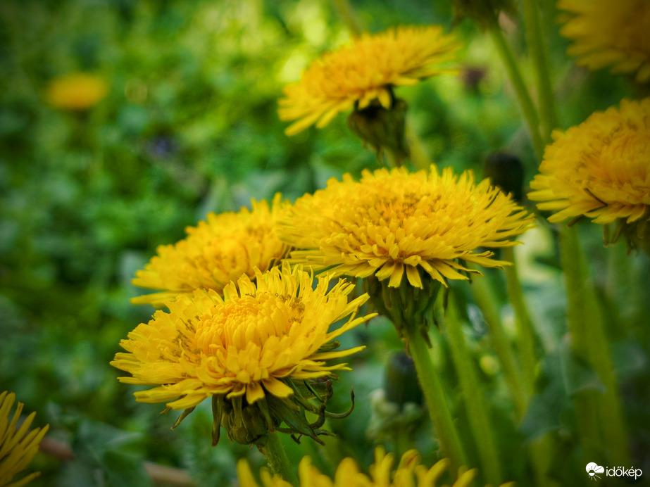 Pitypangok is színesítik a látványt