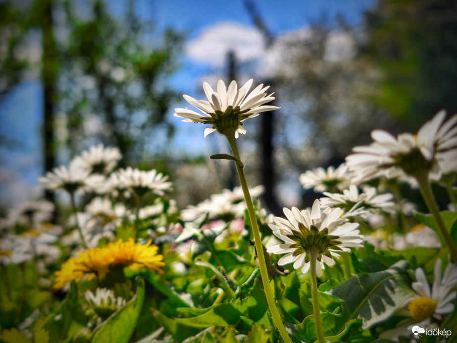 Százszorszépek napsütésben