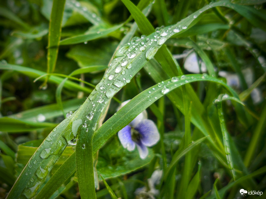 Hosszabb esőszünet után jött egy kis frissítő