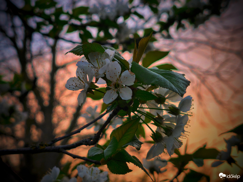 Virágzás a színes naplementében