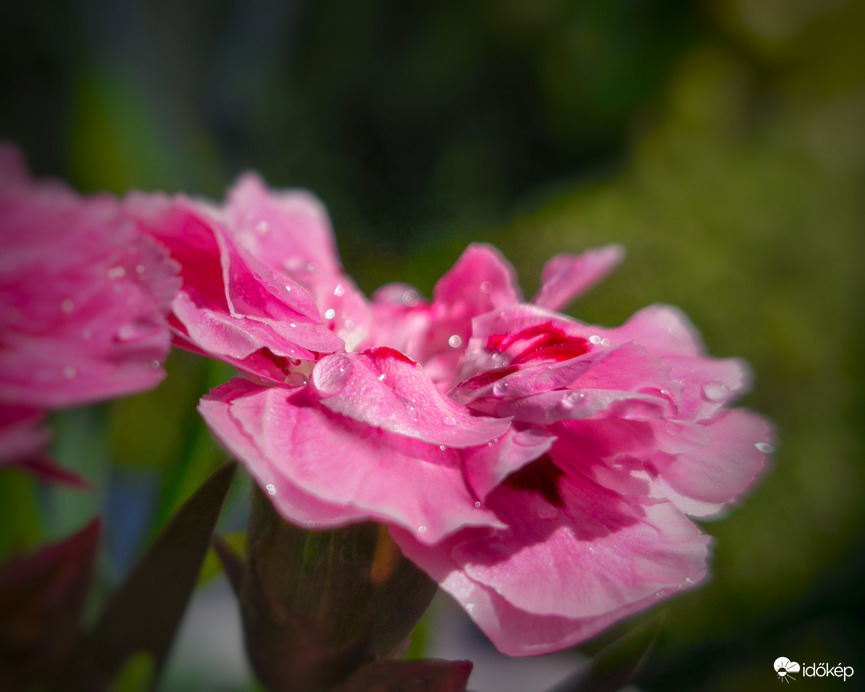 Szegfű virágán ragyogó gyöngyök