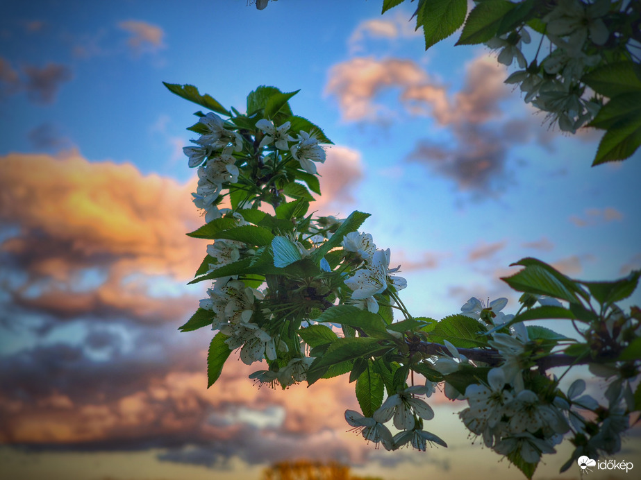 Lassan elvirágzó meggyfa a színes felhőkkel