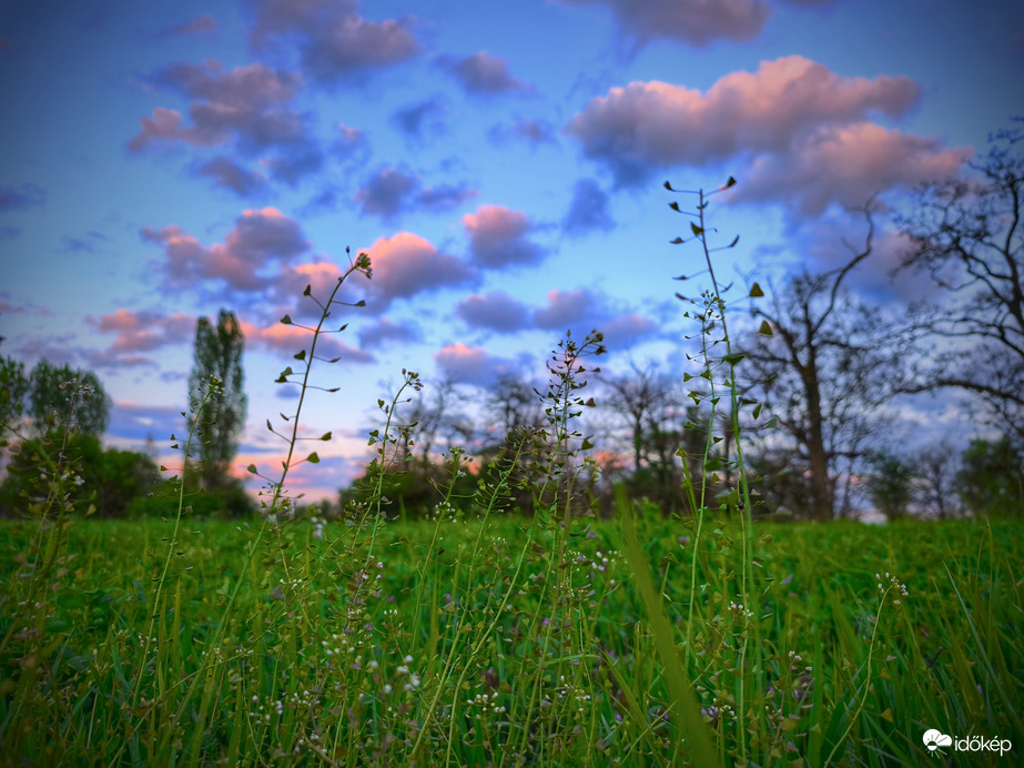Pásztortáskák naplementi vattacukrokkal
