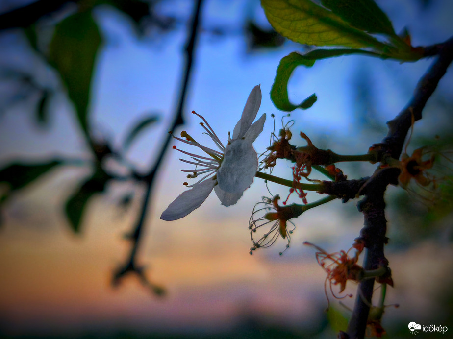 Utolsók közt elvirágzó