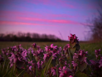 Napzáró árnyalatok