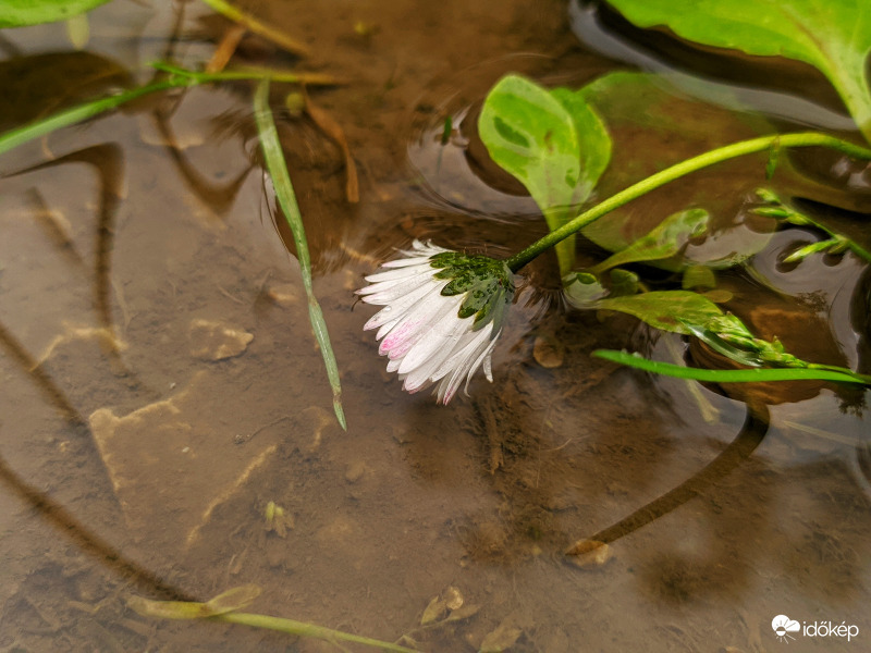 Felhőszakadás utáni százszorszép