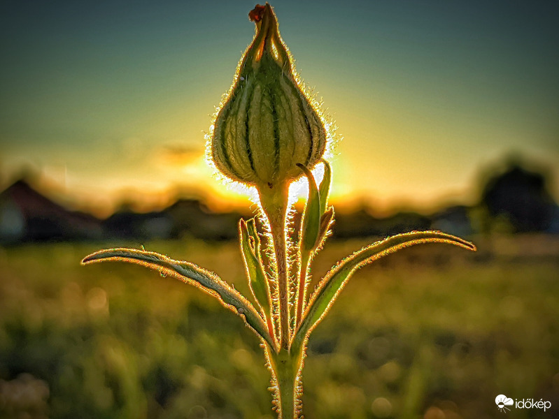 Naplementi táncoló