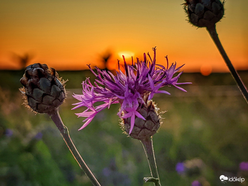 Narancsos alkony imolával
