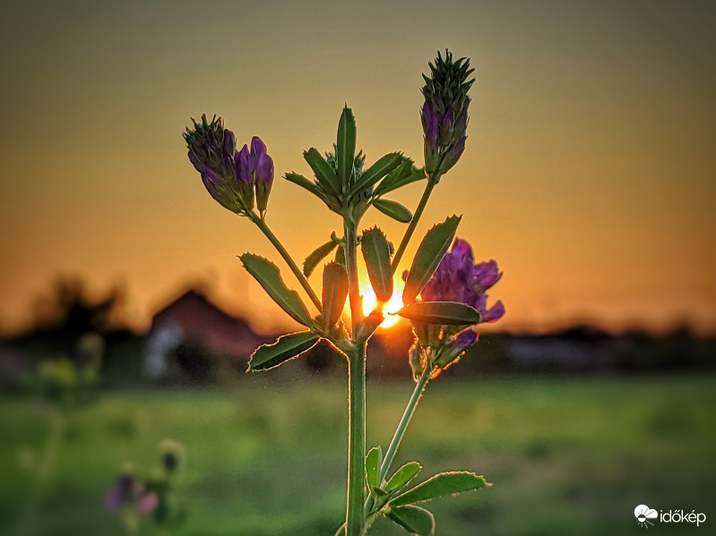 Lucerna a bujkáló nappal