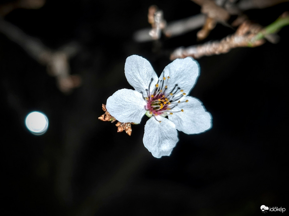 Októberi telihold és virágzás