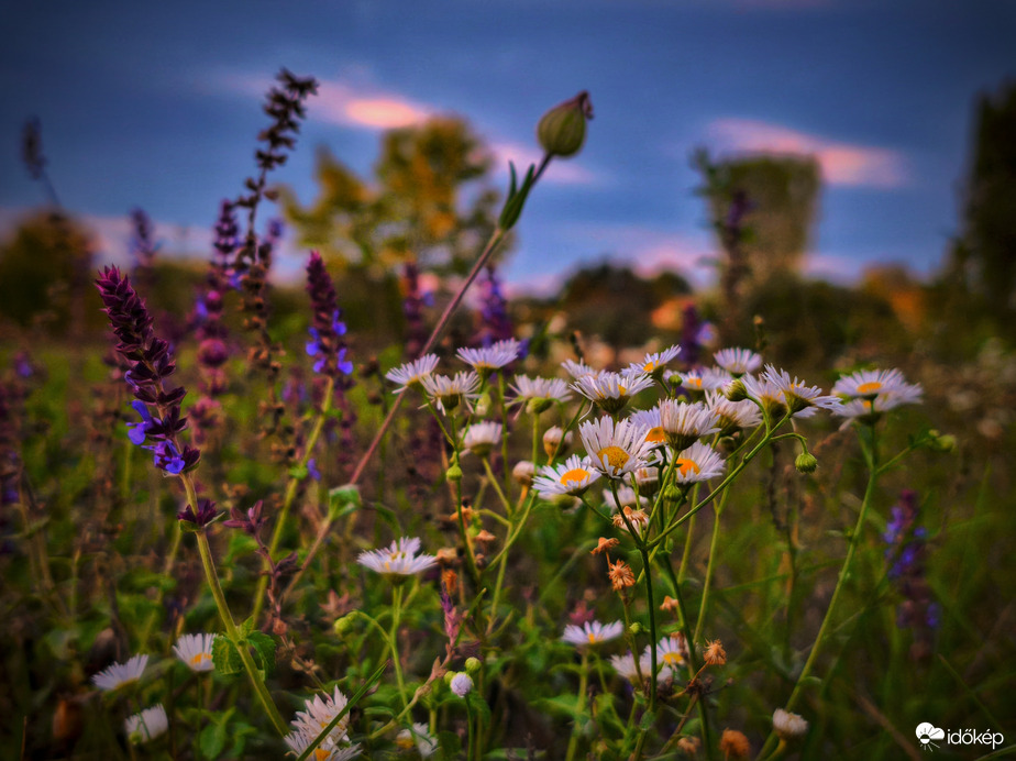 Vadvirágok október közepe táján