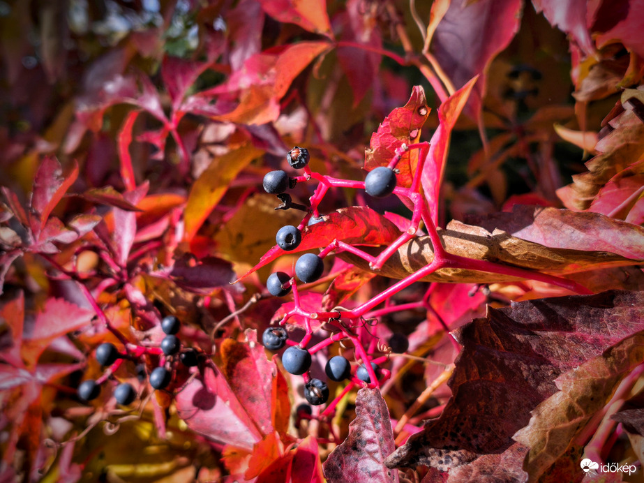 Vadszőlős csendélet