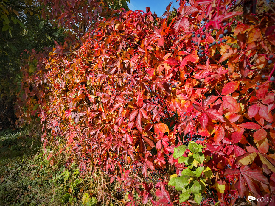 Őszi színek tündöklő fala