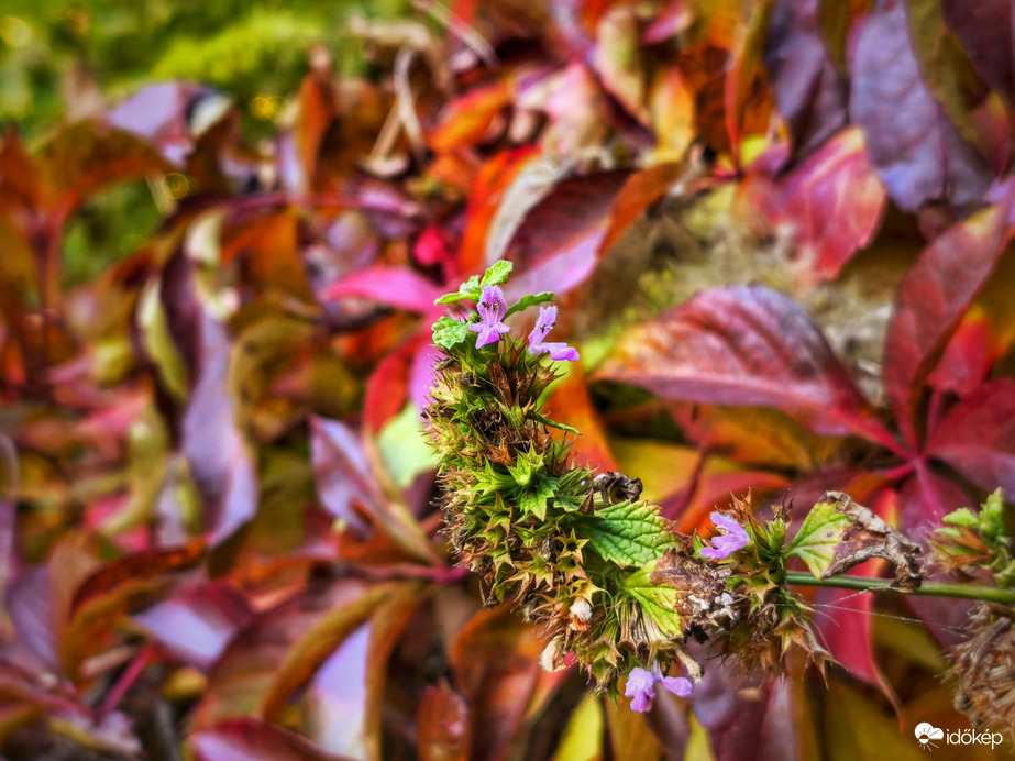 Virágos őszi hátterű csendélet