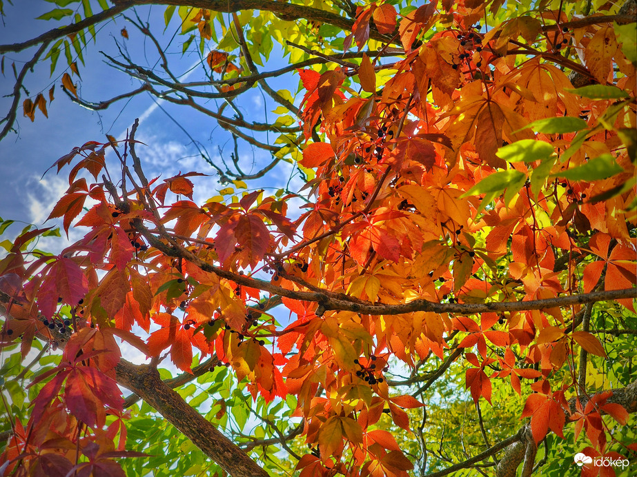 Őszi színvarázs az ég kékjével