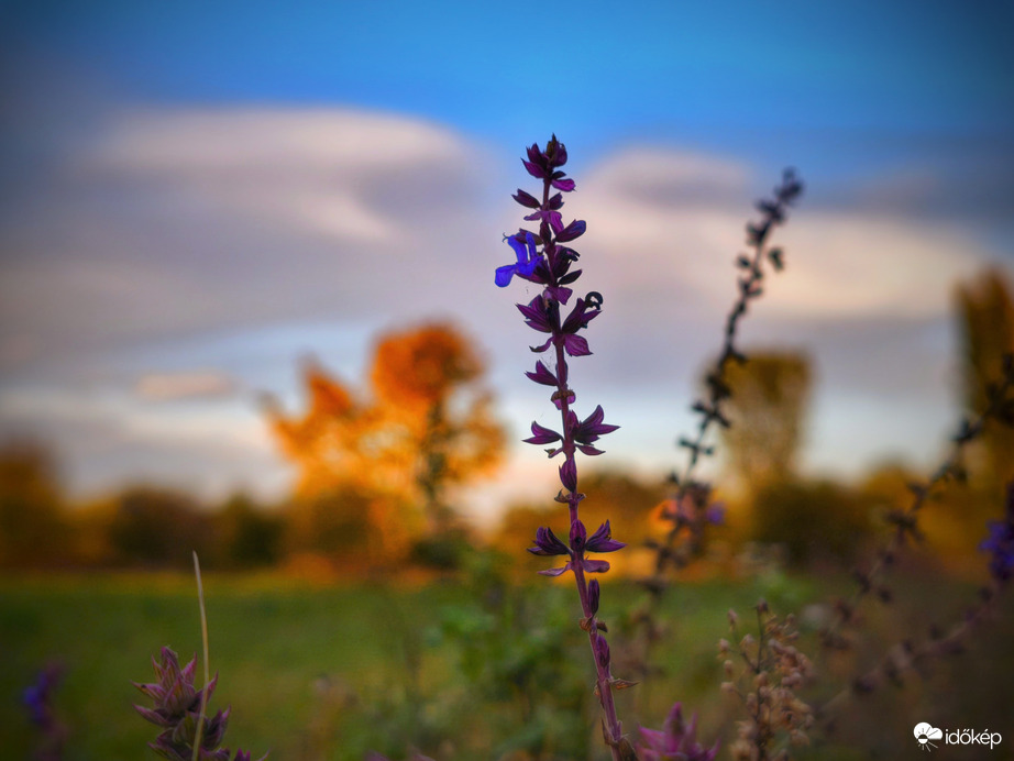 Búcsúzó mezei zsálya az aranyozott fával